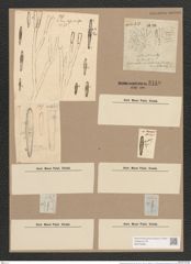 Gomphonema intricatum Kuetz. (de-Toni-Nr.: Genus 37, Species 1741) Zeichnungen Sammlung Grunow Nr. 3449 (NHMW-BOT-W0370992)